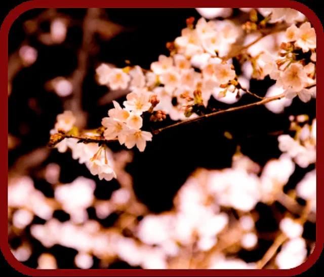 河津桜を眺めながら 手ぶらで手軽に夜桜お花見_1