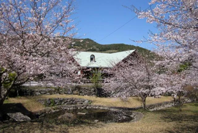 【桜・見ごろ】グリーンファーム（鹿児島市観光農業公園）_1