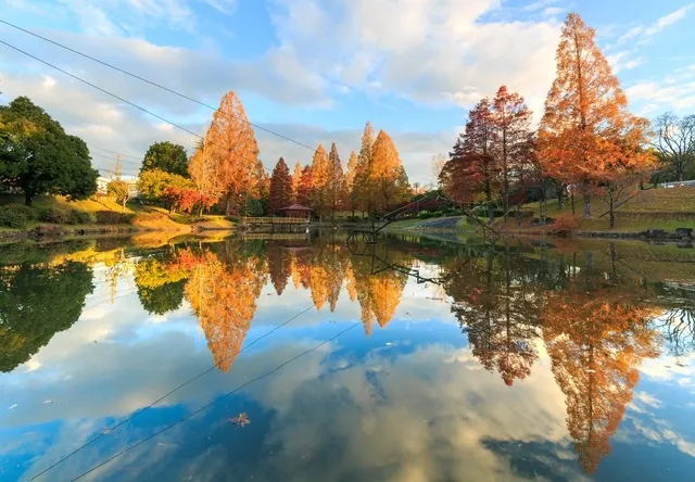 【紅葉・見ごろ】前平公園_1