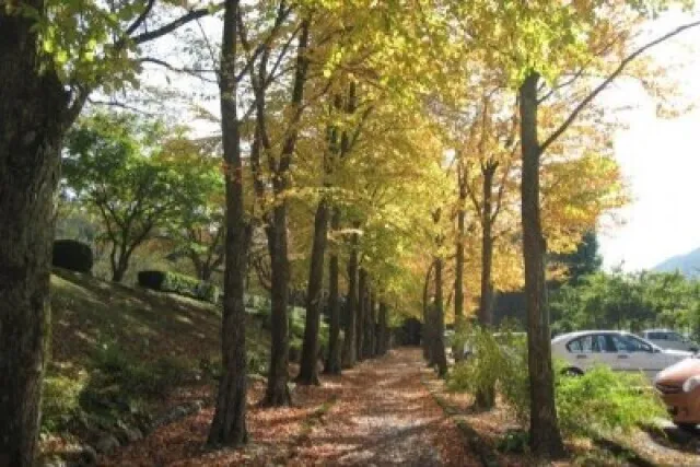 【紅葉・見ごろ】石川県農林総合研究センター 林業試験場（樹木公園）_1