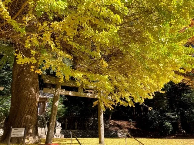 【紅葉・見ごろ】春日神社のラッパイチョウ_1