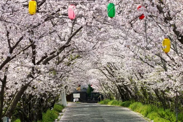石井町　桜まつり_1