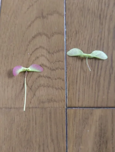 植物の多様性を考えよう！～とぶ種（タネ）をつくる、エコセン探検ツアー～_1