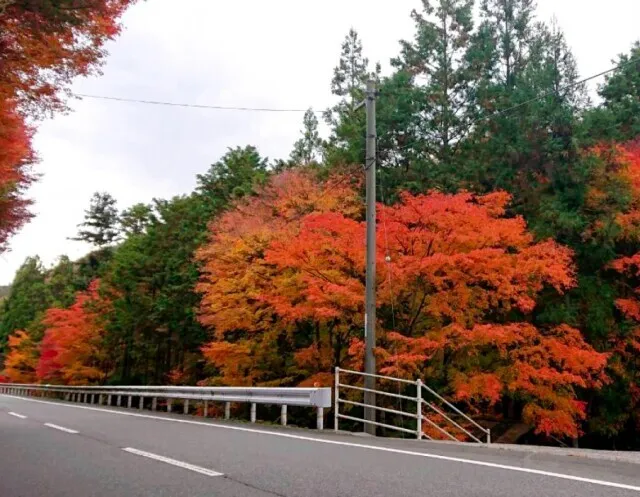【紅葉・見ごろ】天の岩_1