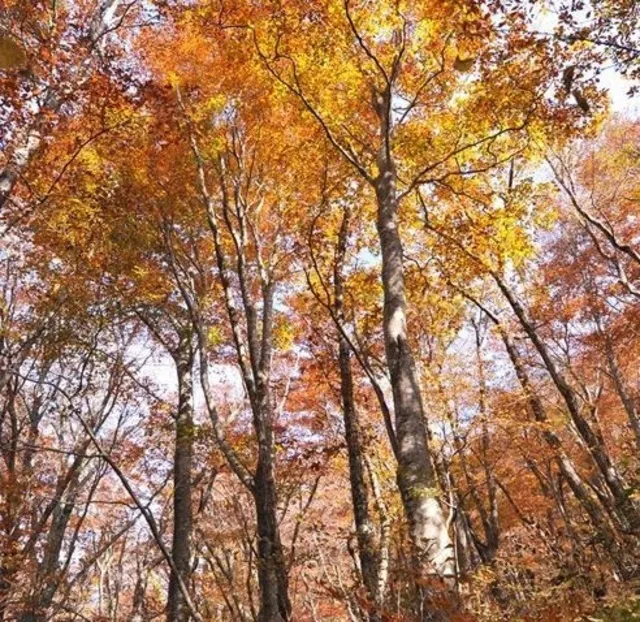【紅葉・見ごろ】臥竜山_1