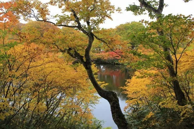 【紅葉・見ごろ】善神沼_1
