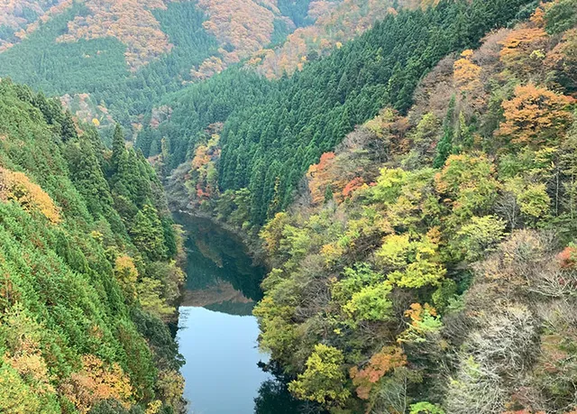 【紅葉・見ごろ】長瀬大橋_1