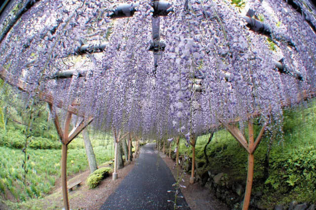 【花・見ごろ】修善寺虹の郷　藤棚_1