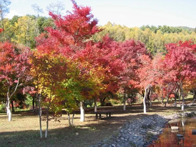 【紅葉・見ごろ】出早公園_1