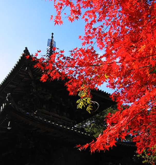 【紅葉・見ごろ】法華山一乗寺_1