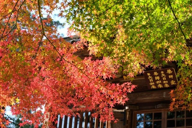 【紅葉・見ごろ】白峯寺_1