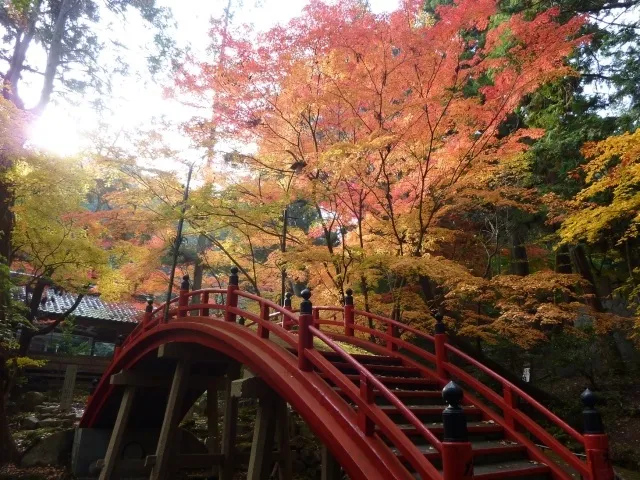 【紅葉・見ごろ】今高野山_1