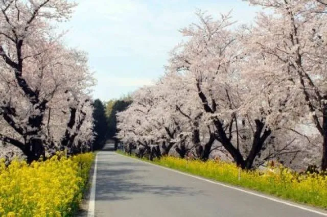 【桜・見ごろ】城ヶ谷堤の桜並木_1