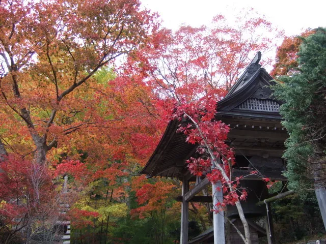 【紅葉・見ごろ】天開山泰運寺_1