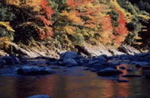 【紅葉・見ごろ】福士川渓谷_1