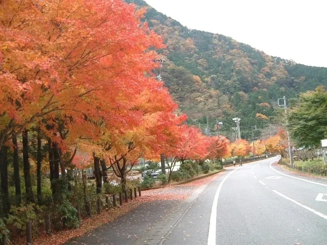 【紅葉・見ごろ】梅ケ島コンヤの里_1