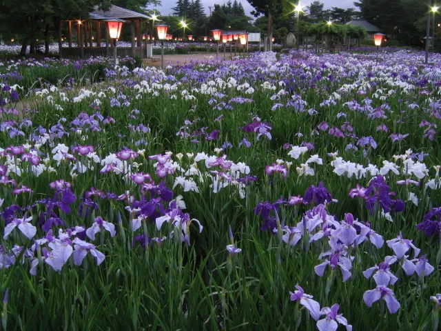 あやめ公園　あやめまつり_1