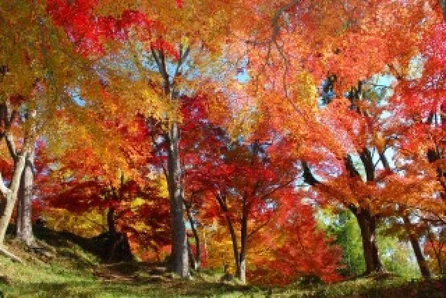 【紅葉・見ごろ】最上山公園もみじ山_1