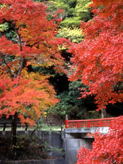【紅葉・見ごろ】天神峡_1