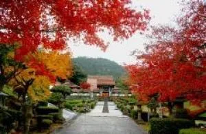 【紅葉・見ごろ】龍雲寺_1