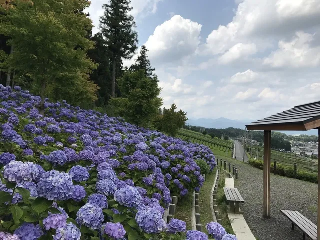 【あじさい・見ごろ】霞間ヶ渓花畑_1