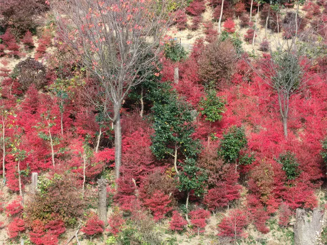 【紅葉・見ごろ】観音寺_1
