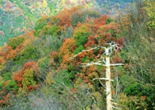 【紅葉・見ごろ】高越渓谷_1