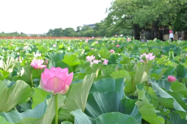第46回高田城址公園観蓮会_1