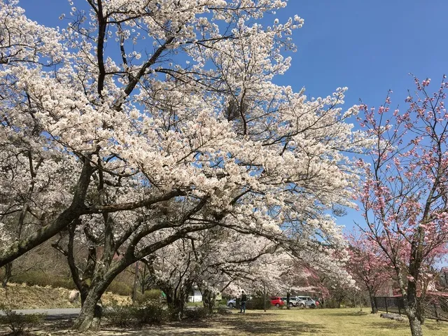 【桜・見ごろ】船上山万本桜公園_1