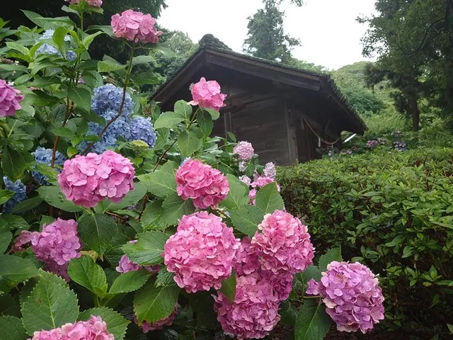 吉備津神社　あじさいまつり_1