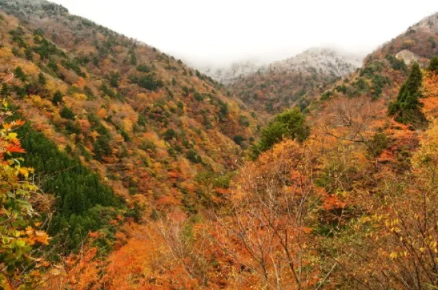 【紅葉・見ごろ】高野龍神スカイライン_1