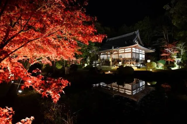 大御堂観音寺ライトアップ2026_1