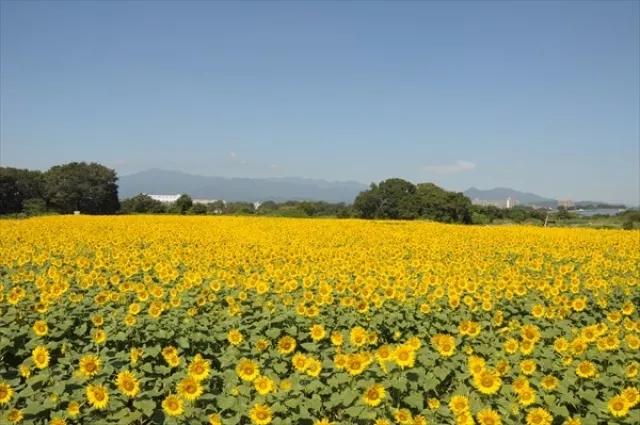 座間市ひまわりまつり_1