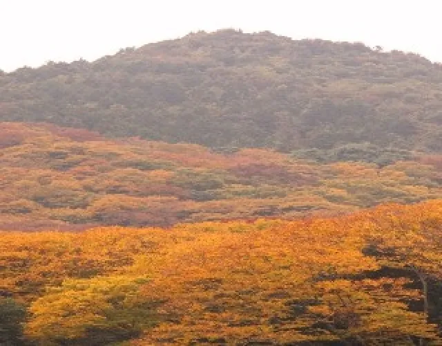 【紅葉・見ごろ】横川のけやき_1