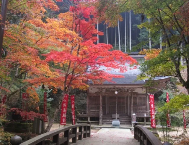【紅葉・見ごろ】小新屋観音_1