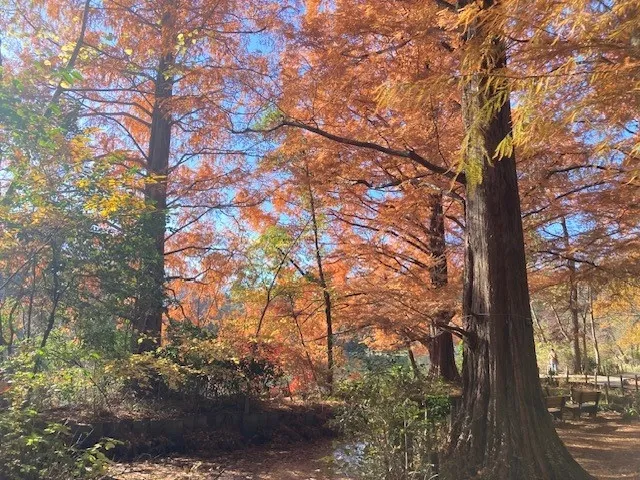【紅葉・見ごろ】石神井公園_1