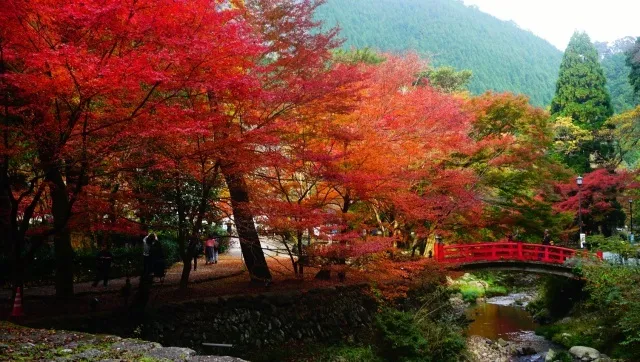 【紅葉・見ごろ】大寧寺_1