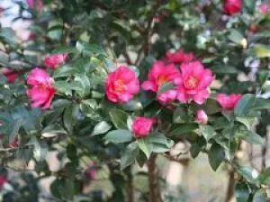 【花・見ごろ】越前町立福井総合植物園　プラントピア　サザンカ_1