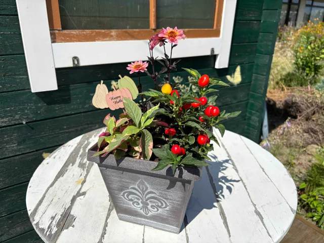＜みどりの杜マルシェ特別企画＞秋の寄せ植え講習会_1