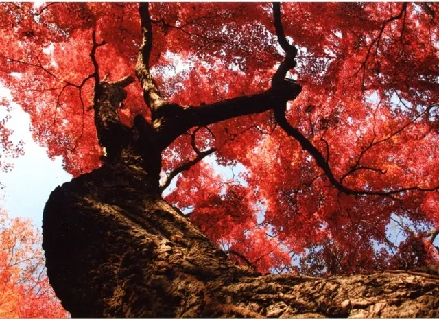 佐久山紅葉まつり_1