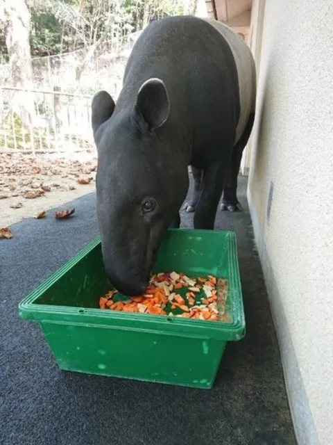 飼育係とおはなしサタデー ～不思議な動物、マレーバクのお話！～_1