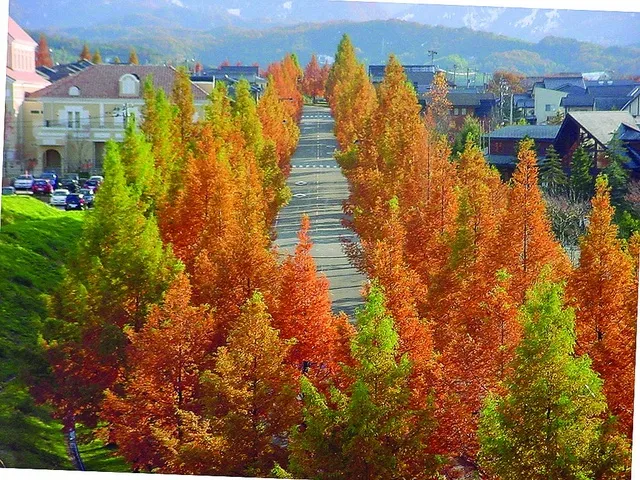 【紅葉・見ごろ】太陽が丘のメタセコイア並木_1