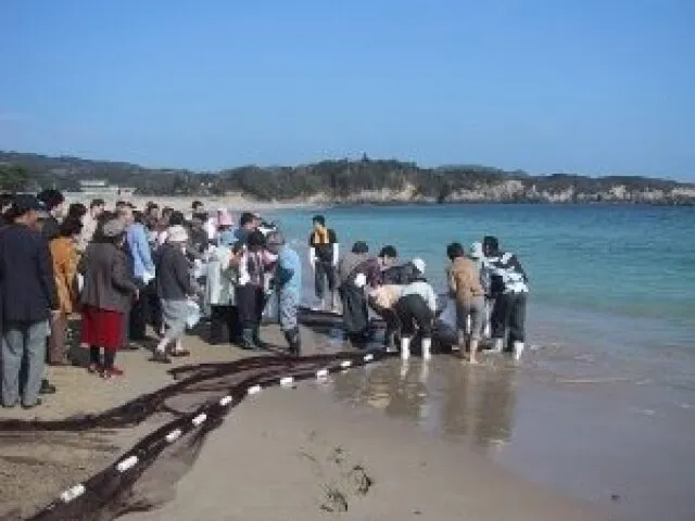 相差地曳網体験_1