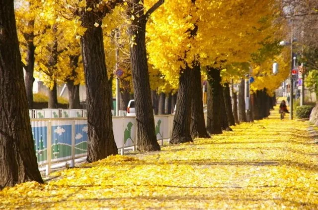【紅葉・見ごろ】親里大路のイチョウ_1