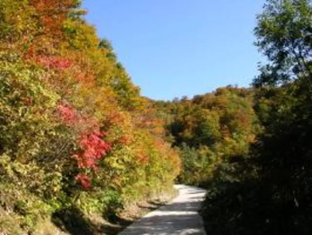 【紅葉・見ごろ】部子山_1