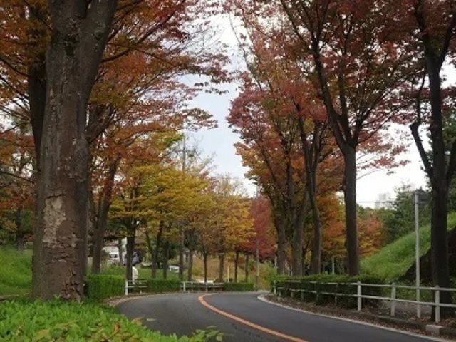 【紅葉・見ごろ】落合けやき通り_1