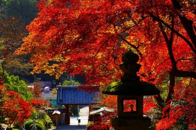 【紅葉・見ごろ】観心寺_1
