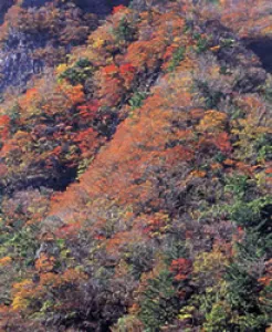 【紅葉・見ごろ】高の瀬峡_1