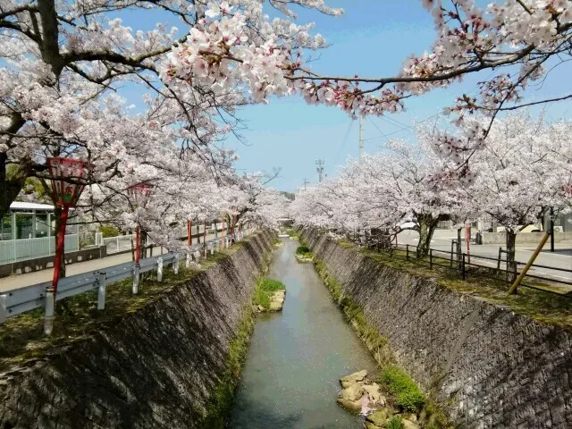 【桜・見ごろ】熊坂川河畔_1
