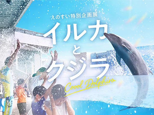 ⭐︎イルカ⭐︎ えのすい特別企画展 イルカとクジラ Coool Dolphin